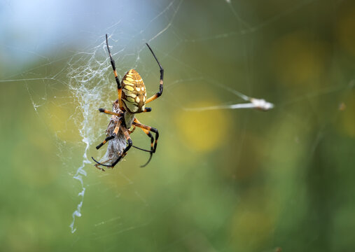 Yellow Garden Spider (Argiope aurantia) and a grasshopper caught in its web. Natural green background. Copy space.