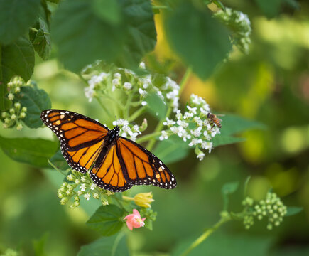 Migrating Monarch butterfly (Danaus plexippus) feeding wings opened on white frostweed flowers in the autumn pollinator garden in Texas.