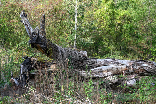 st&egrave;res de bois sec coup&eacute; pour le chauffage