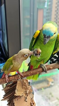 ​Cute Conure and Amazon Parrot Eating and Interacting Together on Perch Vertical Video