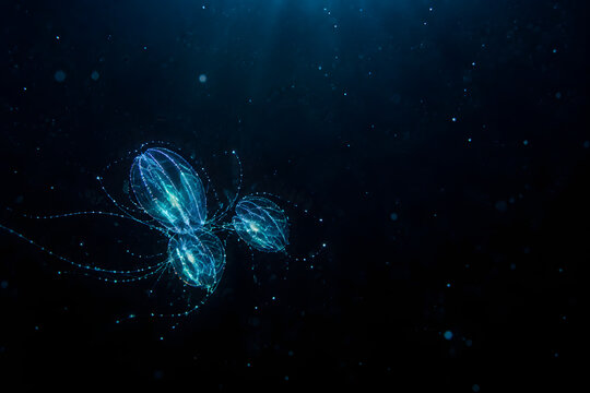 Bioluminescent jellyfish like organisms glow bright blue in deep dark ocean water with sparkling particles for underwater scientific or fantasy concept background