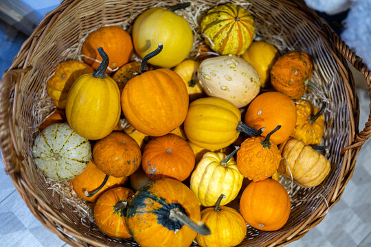 Colorful miniature pumpkins and gourds arranged in a rustic wicker basket, vibrant autumn harvest collection with orange, yellow and white varieties.