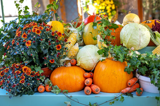 Colorful autumn harvest display with pumpkins, cabbage, corn and flowers, vibrant seasonal arrangement of fresh vegetables and decorative plants.