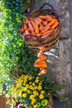 Large wicker basket filled with fresh orange carrots beside green ivy and yellow flowers, rustic autumn harvest display with seasonal vegetables.