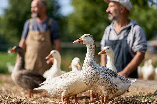 Geese grazing in a rural farm, two farmers observing their domestic birds, representing sustainable agriculture and country life
