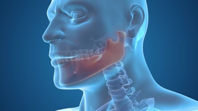 Mandible Bone Pain and Jaw Anatomy