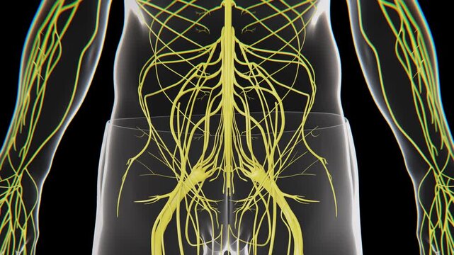 The human nervous system is a complex network of the brain, spinal cord, and nerves that coordinates communication, sensation, movement, and functions throughout the body | nervous system in 4K Video