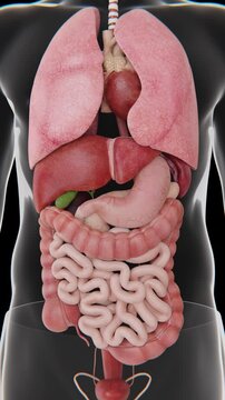 3D medical animation showcasing the major human organs, including the brain, lungs, heart, liver, kidneys, stomach, and intestines within a detailed anatomical model in vertical video