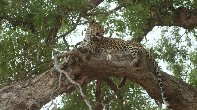 A female leopard lies peacefully on a huge branch high in a tree as the tree sways gently in the wind in Mashatu Game Reserve, Botswana.