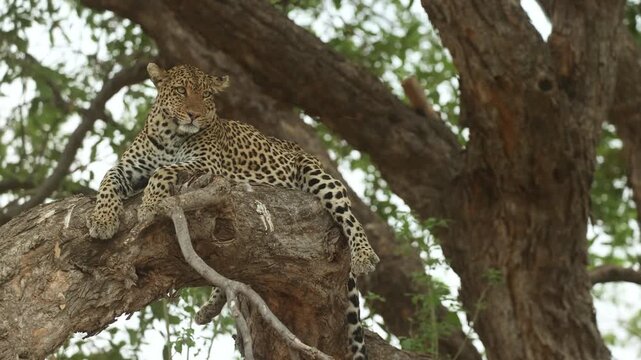 A female leopard lies peacefully on a huge branch scanning her surroundings as the tree sways gently in the wind in Mashatu Game Reserve, Botswana.