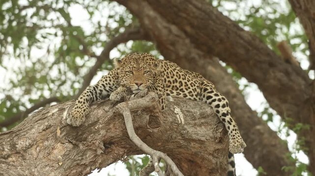 A female leopard lies peacefully on a huge branch as the tree sways gently in the wind in Mashatu Game Reserve, Botswana.