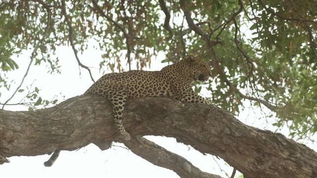 A female leopard lies peacefully on a huge branch scanning her surroundings as the tree sways gently in the wind in Mashatu Game Reserve, Botswana.