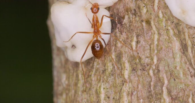 Rare: Glossy red ant drums white planthopper for honeydew droplet; extreme macro mutualism