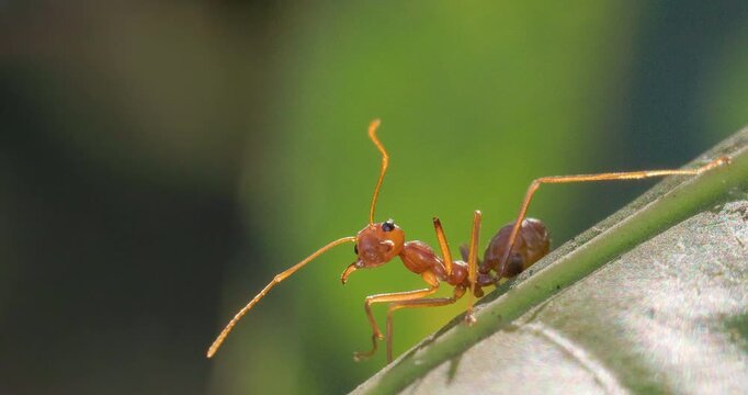 Rare: Red Weaver ant taps leg and twitches antennae on leaf margin; extreme macro ethology