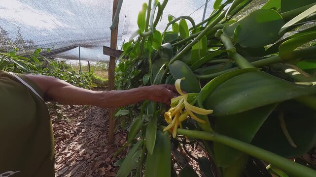 Vanilla flower grows among climbing vines under shade in Vao do Moleque, within the Kalunga territory of Chapada dos Veadeiros, Brazil, viewed at close range.