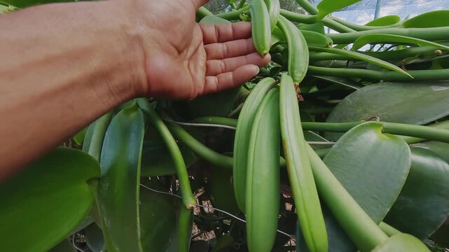 Green vanilla pods are shown among thick climbing vines in Vao do Moleque, within the Kalunga territory of Chapada dos Veadeiros, Brazil, by a grower.