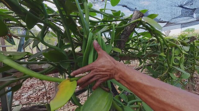Vanilla pods develop on climbing vines under shade in Vao do Moleque, within the Kalunga territory of Chapada dos Veadeiros, Brazil, with a hand inspecting the fruit.