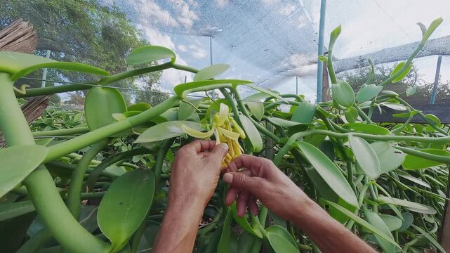 Vanilla flower is being hand pollinated among climbing vines in Vao do Moleque, within the Kalunga territory of Chapada dos Veadeiros, Brazil, close up.