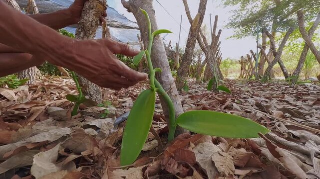 Young vanilla vine grows beside tree supports in Vao do Moleque, within the Kalunga territory of Chapada dos Veadeiros, Brazil, with a grower inspecting the plant.