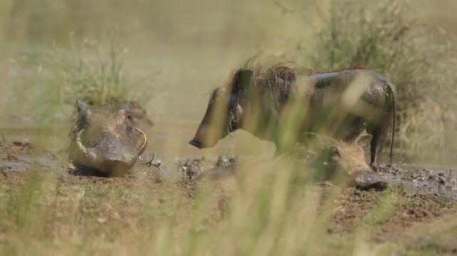 Warthogs wallowing at muddy waterhole in Kruger National Park, South Africa. Two animals rest in the mud as one lifts its head to scratch an itch, natural wildlife behavior.