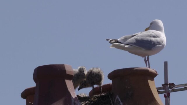 Close view of seagull parent standing guard on chimney pot above two baby chicks in rooftop nest