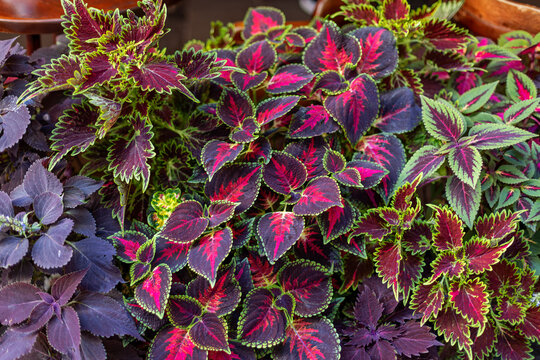 Vibrant coleus plants with colorful red, purple and green foliage, decorative tropical leaves creating a rich natural botanical pattern.