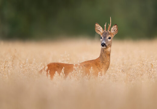 Roe deer male ( Capreolus capreolus )