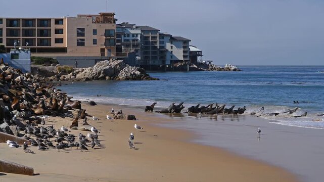 Sea Lions Playing On Sandy Beach - A large colony of sea lions playing and resting at San Carlos Beach, as strong waves rushing in and out, on a sunny Autumn day. Monterey, California, USA.