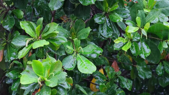 High-resolution video of intense rainfall and soaked landscapes, featuring rain streaks, low visibility, reflective wet surfaces, and dramatic skies&mdash;ideal B-roll for weather reports and forecasts.