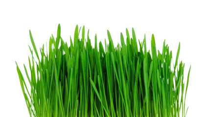 Fototapeta premium Vibrant green wheatgrass sprouts fresh and healthy, isolated on transparent background