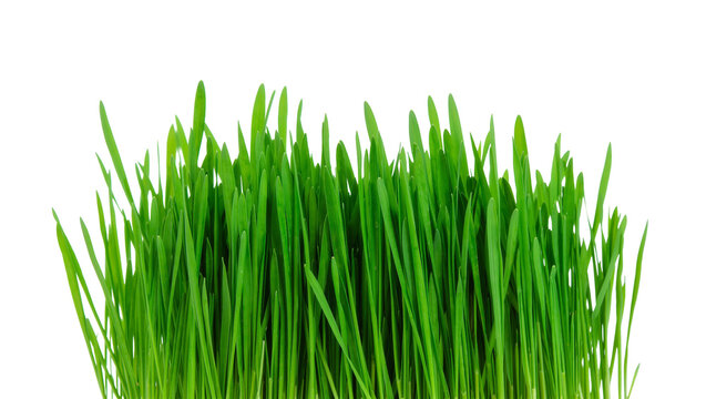 Vibrant green wheatgrass sprouts fresh and healthy, isolated on transparent background