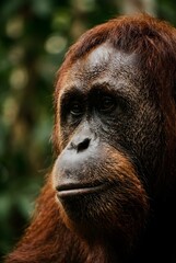 Orangutan Face Profile Close-Up Detailed Fur Texture © THOWFIQ