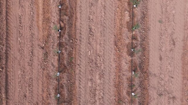 Aerial drone vertical zenith ascent shot over rows of a young super-intensive olive grove.