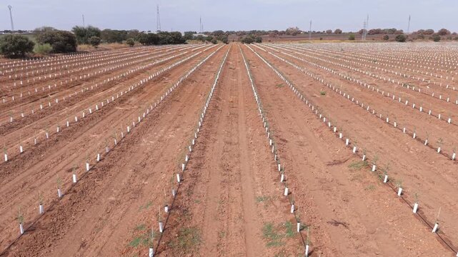 Aerial drone dynamic lateral tracking shot moving perpendicularly over rows of a young super-intensive olive grove.