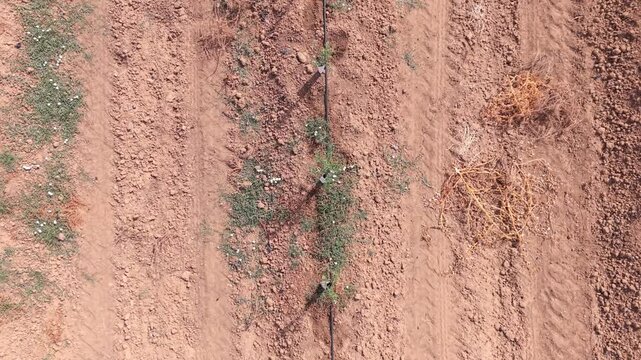 Aerial drone low altitude top-down forward tracking shot following a row of a young super-intensive olive grove.