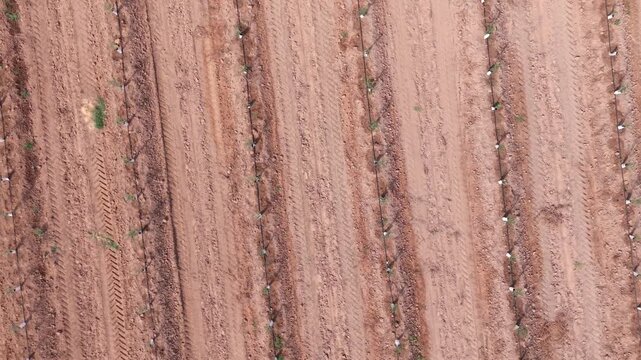 Aerial drone vertical zenith ascent with slow right yaw rotation over rows of a young super-intensive olive grove.