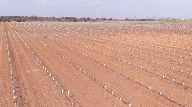 Aerial drone static panoramic shot with horizontal yaw rotation over a large young super-intensive olive grove.