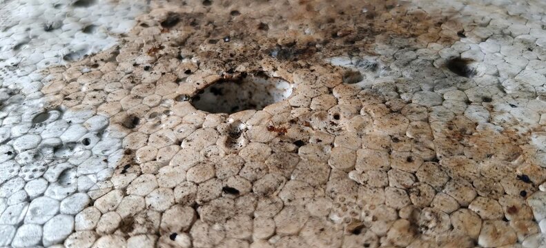 Macro shot of damaged dirty styrofoam surface showing a small hole and tiny ant crawling on texture.