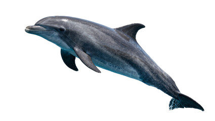 Gray dolphin leaping from blue water, isolated on transparent background © studiox