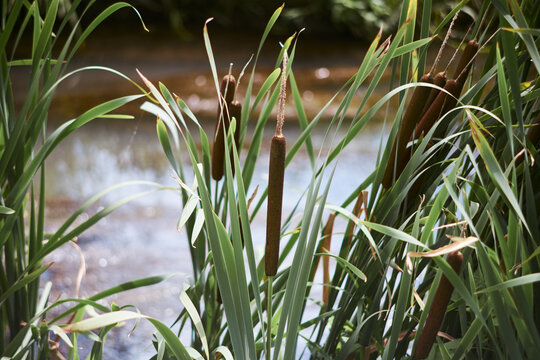 Close-up view of brown cattail reeds growing near a quiet pond with lush green leaves