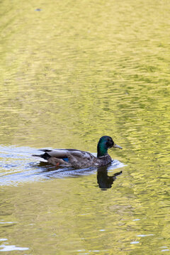 mallard duck swimming in algae-covered pond with rippling water reflection