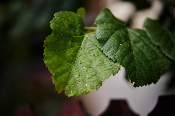 Close-up of vibrant green grapevine leaves covered in refreshing morning dew drops © Radu Bighian