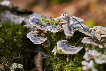 Close-up of turkey tail mushrooms growing on a mossy log in autumn forest © Radu Bighian