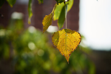 Close-up of vibrant yellow autumn leaves hanging from tree branch outdoors © Radu Bighian