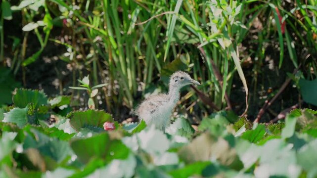 Tailed pheasant jacana chick preening