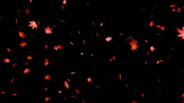 赤橙色の紅葉が漆黒空間をゆっくり舞い落ちる10秒4Kループ動画。秋の観光広告や紅葉特集、季節イベント演出に最適なシネマティック素材