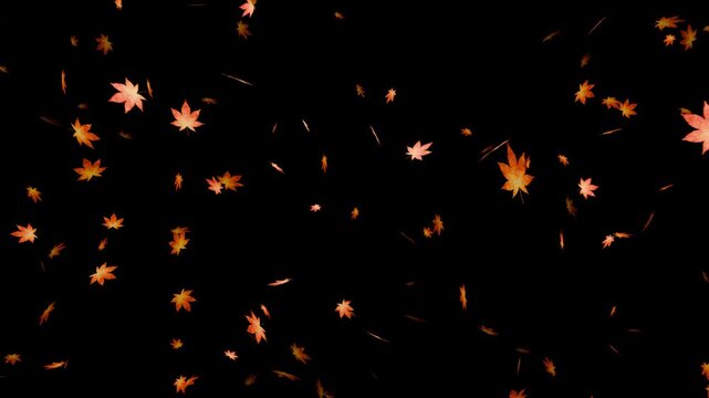 橙色に染まった紅葉が漆黒空間をゆっくり舞い落ちる10秒4Kループ動画。秋の観光広告や紅葉特集、季節イベント映像に最適なシネマティック素材