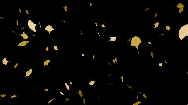 黄金色の銀杏の葉が放射状に広がりながら舞い落ちる10秒4Kループ動画。秋の観光広告や高級感ある和風イベント演出に最適なシネマティック素材