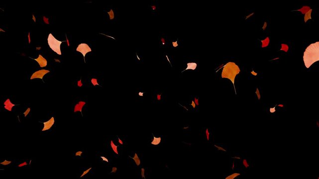 オレンジと紅葉色の銀杏の葉が漆黒空間を舞い落ちる10秒4Kループ動画。秋の観光広告や和風イベント、季節特集映像に最適なシネマティック素材