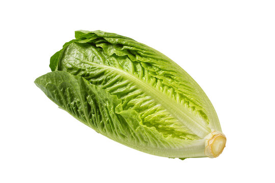 Fresh green romaine lettuce head crisp leaves, isolated on transparent background